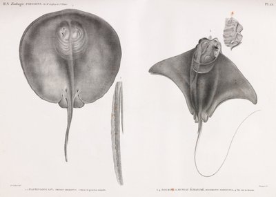 Stingray, ön ve arka by Unbekannt