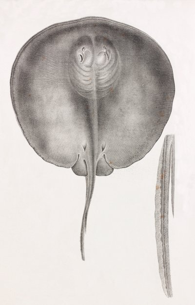 Stingray, önden görünüm yakın çekim by Unbekannt
