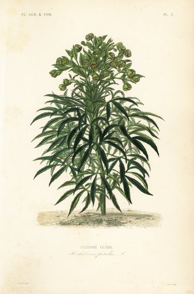 Kokuşmuş hellebore, Helleborus foetidus, Ellebore fetide by Unbekannt