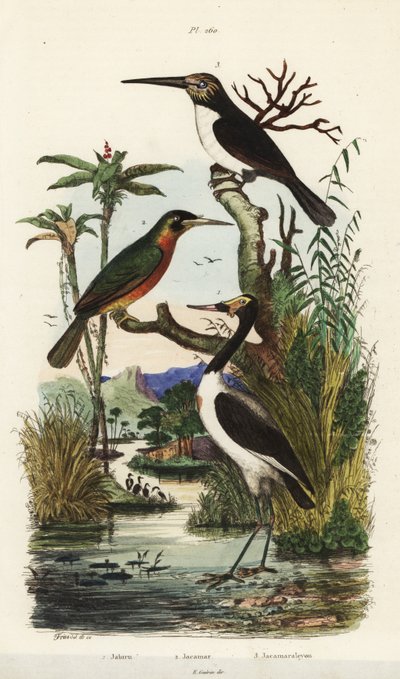 Leylek, Jabiru mycteria, kızıl kuyruklu jacamar, Galbula ruficauda ve üç parmaklı jacamar, Jacamaralcyon tridactyla by Unbekannt