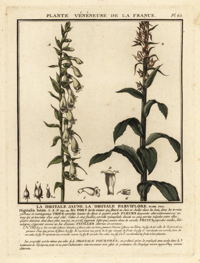 Saman yüksük otu, Digitalis lutea. by Unbekannter Künstler