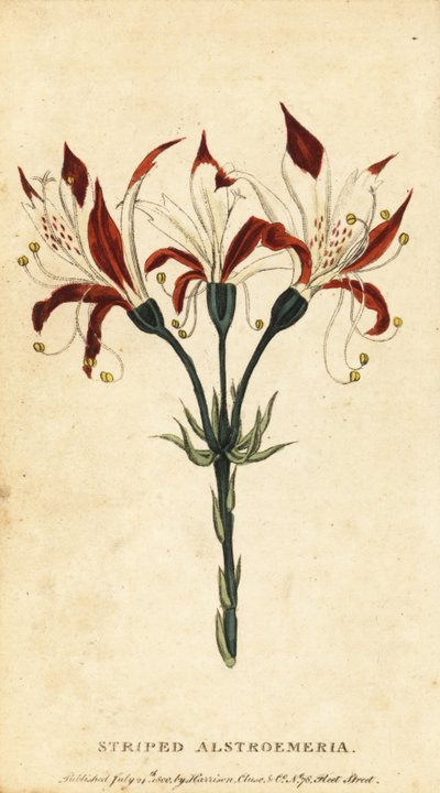 Çizgili alstroemeria, Alstroemeria ligtu. ,1800 (gravür) by Unbekannter Künstler