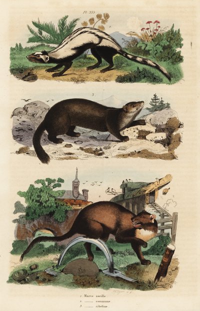 Çizgili sansar, Ictonyx striatus 1, Avrupa çam sansarı, Martes martes 2 ve samur, Martes zibellina 3 by Unbekannt