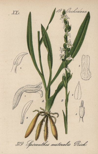 Yaz spirantı - Yaz kadın saçı, Spiranthes aestivalis. Diederich von Schlechtendal