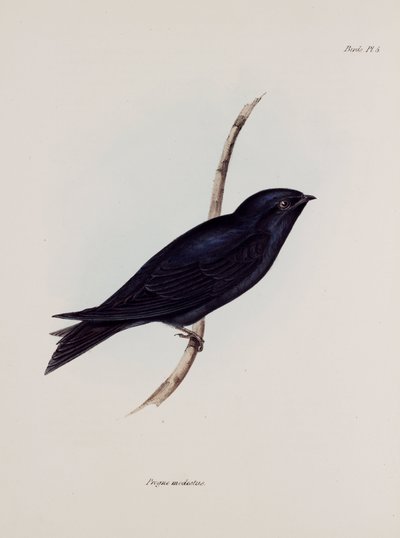 Kırlangıç veya martin, Güney Amerika, c 1832-1836 by Unbekannt