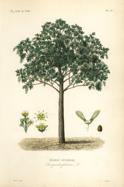 Çınar akçaağaç, Acer pseudoplatanas, Erable çınar by Unbekannt