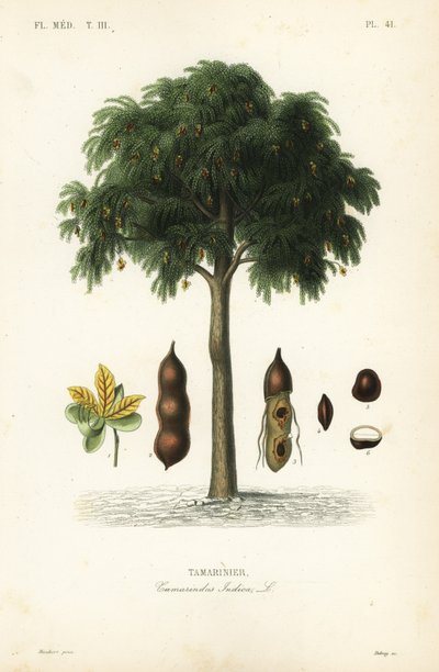 Demirhindi ağacı, Demirhindi indica, Demirhindi by Unbekannt