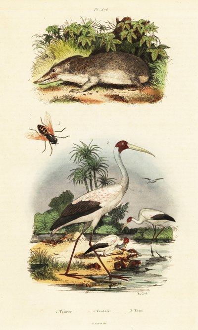 Tenrec, leylek ve at sineği., 1834-1839 (gravür) by Unbekannter Künstler