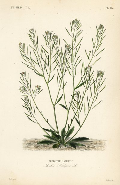 Thale tere, fare kulağı tere veya arabidopsis, Arabidopsis thaliana, Arabis thaliana, Arabette rameuse by Unbekannt