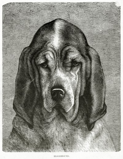 Bloodhound. 1902 (taş) by Unknown
