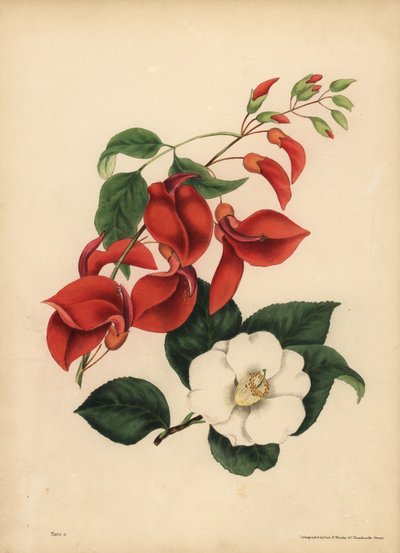 Horoz Tarağı Mercan Ağacı, Erythrina crista-galli, Tekillik; Tek beyaz çiçekli Kamelya veya Japon Gülü, Kamelya japonica, Güzellik senin tek caziben by Unbekannt