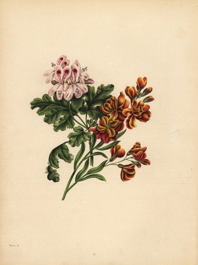 Helen Sardunya, Tercih; Bahçe Çiçeği, talihsizlik içinde sadakat by Unbekannt