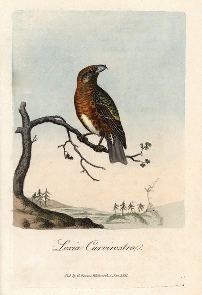 Gaga köknar ağaçlarının arasından geçiyor. British Ornithology