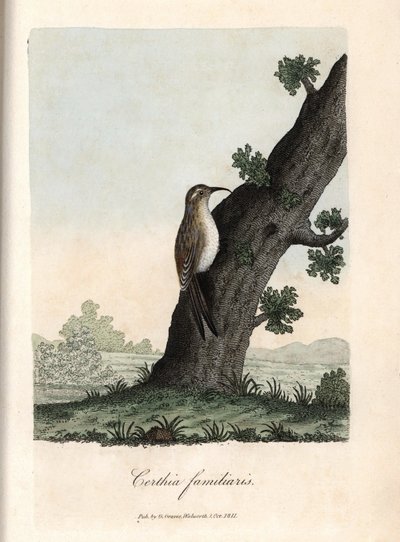 Ormanın tırmanıcısı. British Ornithology