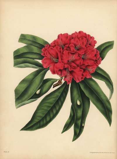Kırmızı çiçekli ağaç Rhododendron, Tehlike by Unbekannt