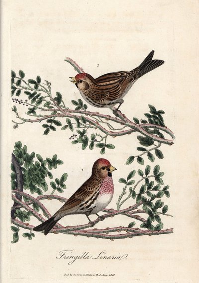 Sizerin ya da küçük linotte. British Ornithology
