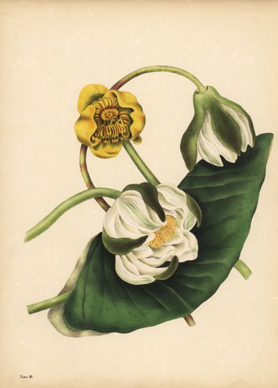 Beyaz Nilüfer, Nymphaea odorata ve sarı nilüfer, Nuphar lutea, Sessizlik by Unbekannt