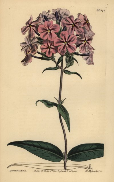 Kalın yapraklı phlox, Phlox carolina (Kaba saplı lychnidea) by Unbekannt
