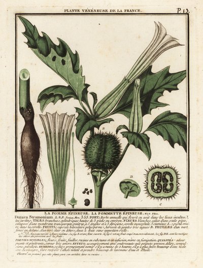 Dikenli elma, Datura stramonium. by Unbekannter Künstler