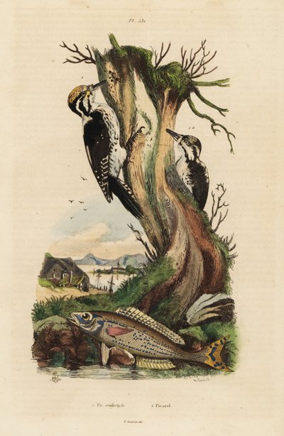 Üç parmaklı ağaçkakan, Picoides tridactylus 1 ve picarel, Spicara smaris 2. Pic tridactyle, picarel by Unbekannt