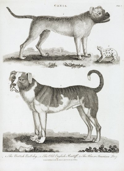 Üç çeşit köpek by Unbekannt