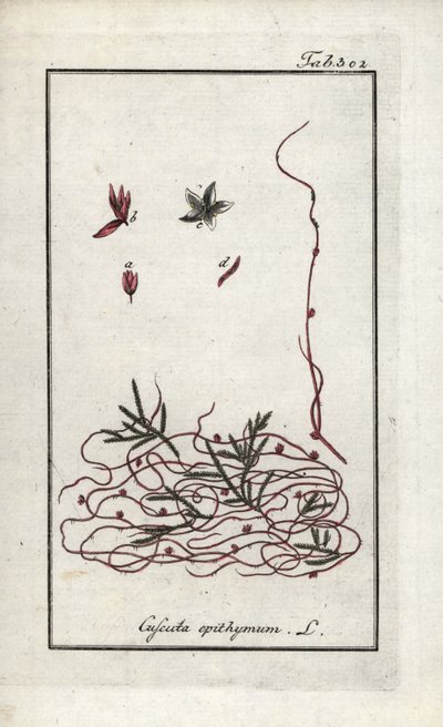 Kekik cuscute veya küçük çiçek cuscute (Cuscuta epithymum). Johannes Zorn