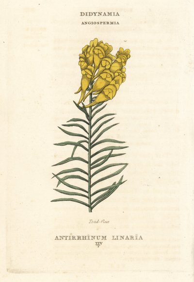 Toadflax, Linaria vulgaris (Antirrhinum linaria). Richard Duppa