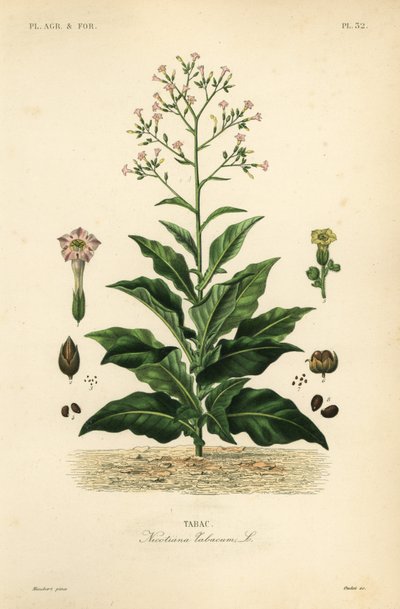 Tütün bitkisi, Nicotiana tabacum, Tabac by Unbekannt
