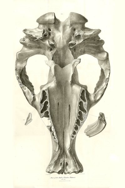 Toxodon Crane, Charles Darwin