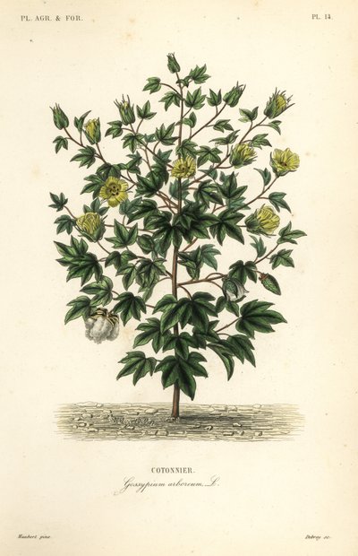 Ağaç pamuğu, Gossypium arboreum, Cotoninier by Unbekannt