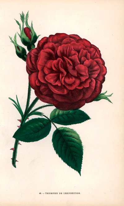  by Unbekannter Künstler