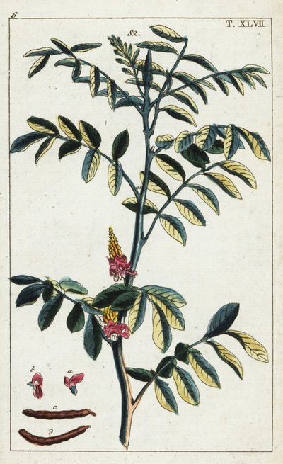 Gerçek indigo, indigofera tinctoria. by Unbekannter Künstler