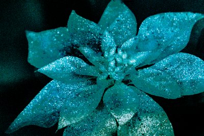 Sevgilim için Turkuaz Poinsettia, 2017 (yeniden boyanmış fotoğraf) by Unbekannter Künstler