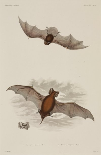 İki tür yarasa by Unbekannter Künstler