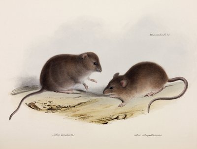 İki tür fare, Güney Amerika, c 1832-1836 by Unbekannt