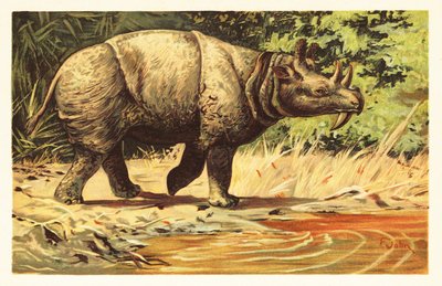 Uintatherium anceps, Eosen