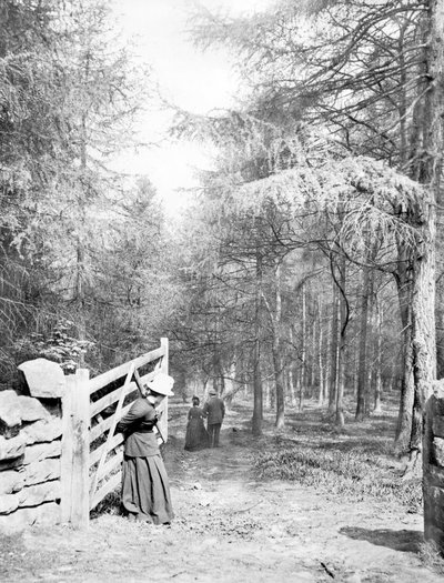 Birleşik Krallık : Eaton Woods, c1890 by Unbekannt