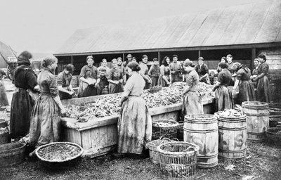Birleşik Krallık : Kadınlar Gutting Ringa balığı. Aberdeen, c1880 by Unbekannt
