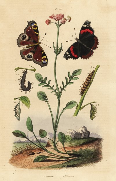 Kediotu, Valeriana officinalis 1, tavus kuşu kelebeği, Aglais io 2, kırmızı amiral, Vanessa atalanta 3 by Unbekannt