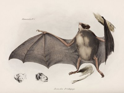 Vampir yarasa, Güney Amerika, 1832-1836 dolayları by Unbekannter Künstler