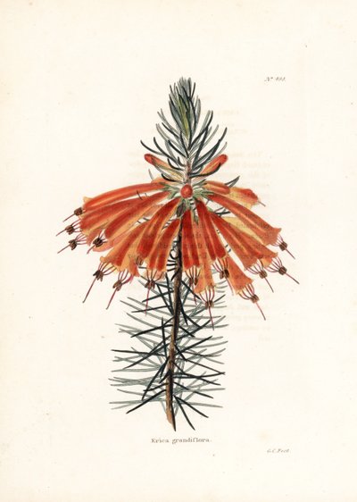 Variete de bruyere - İngiliz Conrad Loddiges Botanical Cabinet dergisi için George Cooke tarafından yapılan litografi (1738-1826) by Unbekannter Künstler