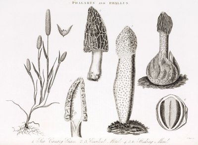 Ot phalaris aquatica ve morel mantarı çeşitleri by Unbekannt