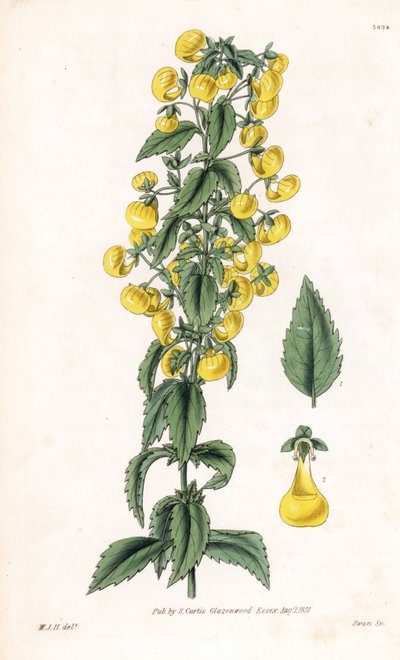 Calceolaria varyetesi veya küçük terlik veya kadın çantası - Dar yapraklı terlik otu, Calceolaria angustiflora. Samuel Curtis