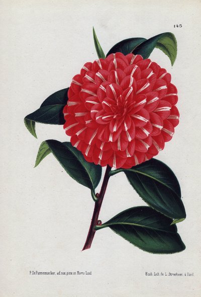 Caprioli adı verilen, beyaz çizgili kırmızı çiçekli melez kamelya çeşidi (Camellia japonica, Thea japonica). P.de Pannemaeker tarafından illüstrasyon, Ghent