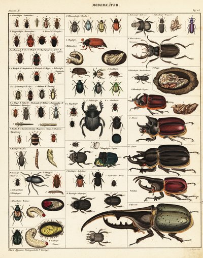 Böcek çeşitleri.,1841 (litografi) by Unbekannter Künstler