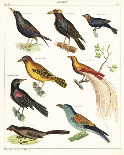 Egzotik kuş çeşitleri. ,1841 (litografi) by Unbekannter Künstler