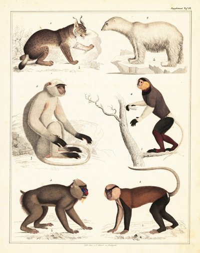 Memeli çeşitleri. ,1842 (litografi) by Unbekannter Künstler