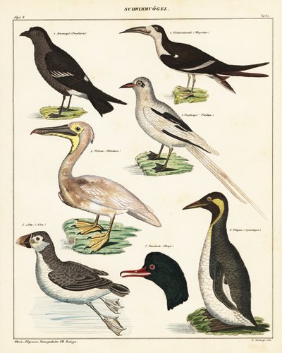 Deniz kuşları çeşitleri. ,1841 (litografi) by Unbekannter Künstler