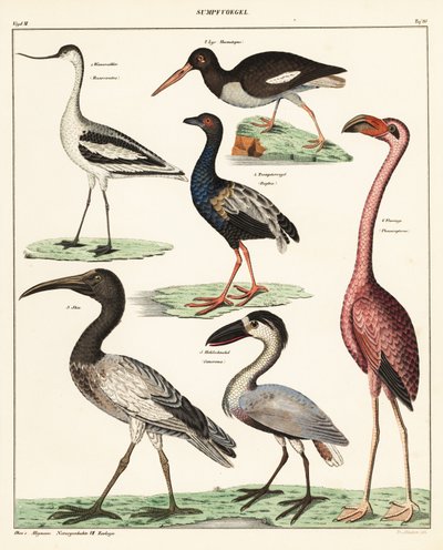 Yürüyen kuş çeşitleri. ,1841 (litografi) by Unbekannter Künstler