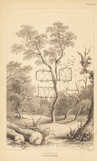 Kuş yakalamak için tel tuzak çeşitleri. 1889 (gravür) by Unbekannter Künstler
